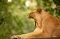 Knowsley Safari